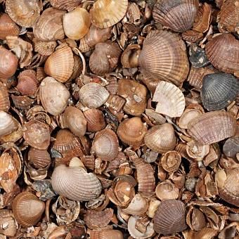 Schelpen (schoongewassen) - 13,5 l-11008560_1.jpg